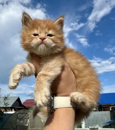 Котенок мейн-кун