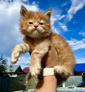 Котенок мейн-кун