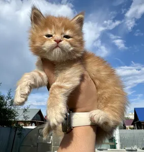 Котенок мейн-кун