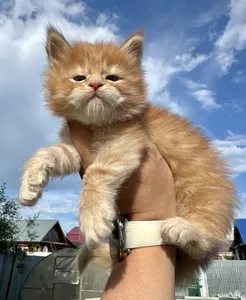 Котенок мейн-кун