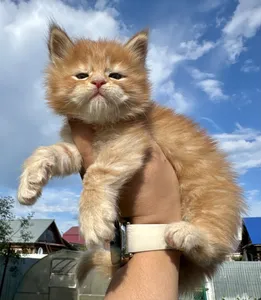 Котенок мейн-кун
