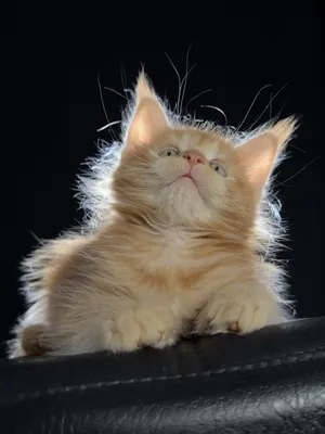 Котенок мейн-кун