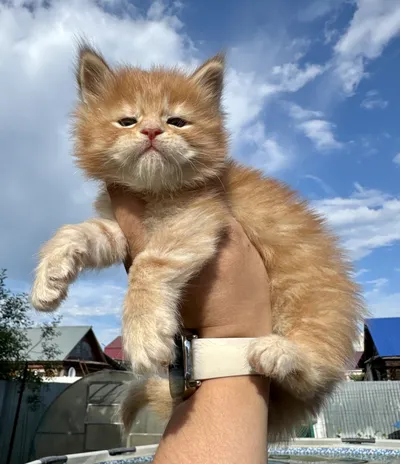 Котенок мейн-кун