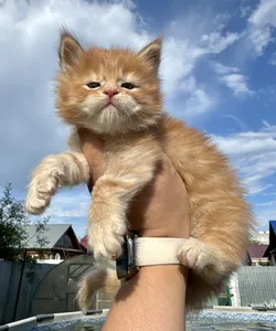 Котенок мейн-кун