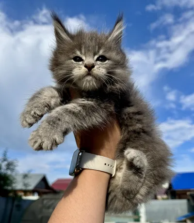 Котенок мейн-кун
