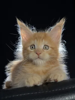 Котенок мейн-кун