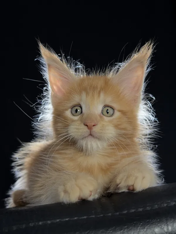 Котенок мейн-кун Красный MCO d Мальчик