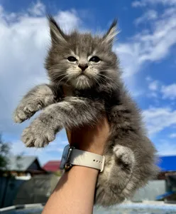 Котенок мейн-кун