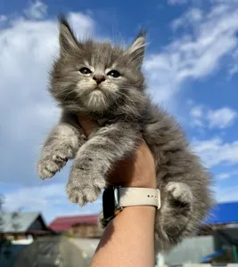 Котенок мейн-кун
