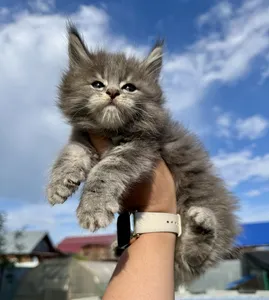 Котенок мейн-кун