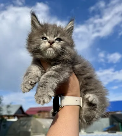 Котенок мейн-кун