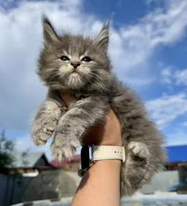 Котенок мейн-кун