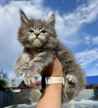 Котенок мейн-кун