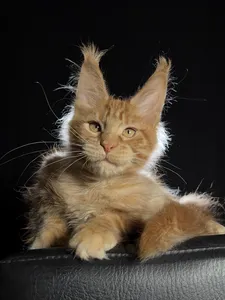Котенок мейн-кун
