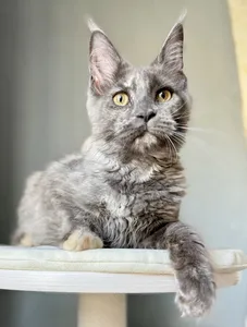Котенок мейн-кун