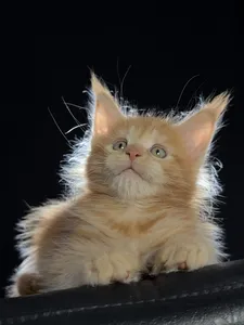 Maine Coon kitten