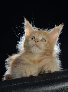 Maine Coon kitten