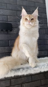 Oliver