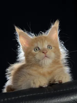 Котенок мейн-кун