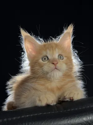 Котенок мейн-кун