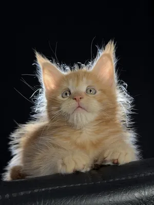 Котенок мейн-кун