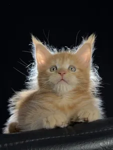 Maine Coon kitten