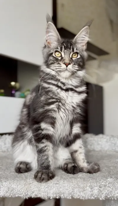 Котенок мейн-кун