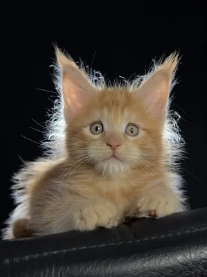 Котенок мейн-кун