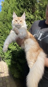 Oliver