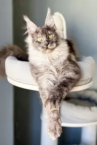 Maine Coon kitten
