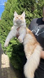 Oliver
