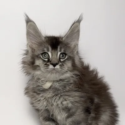 Котенок мейн-кун