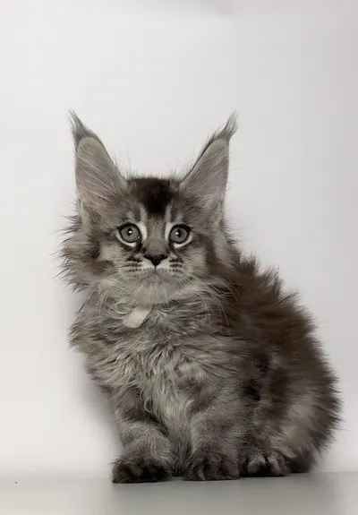 Котенок мейн-кун