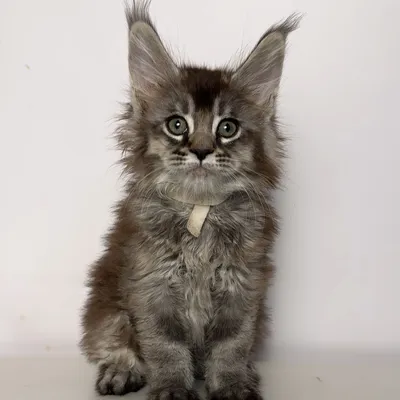 Котенок мейн-кун