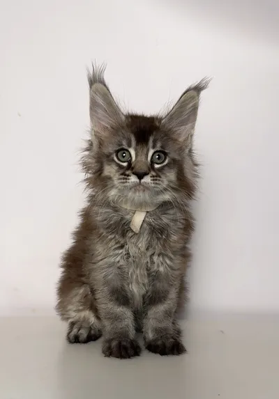 Котенок мейн-кун