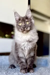 Maine Coon kitten