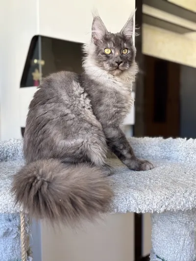 Котенок мейн-кун