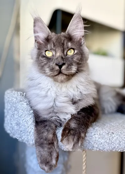 Котенок мейн-кун