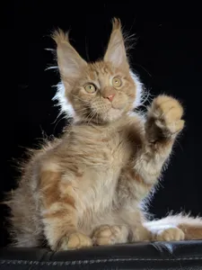 Котенок мейн-кун