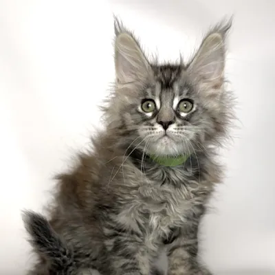 Котенок мейн-кун