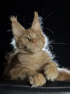 Котенок мейн-кун