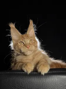 Котенок мейн-кун