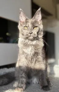 Котенок мейн-кун