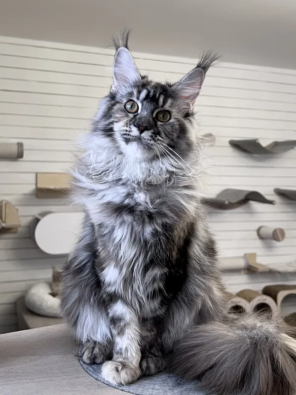 Maine Coon kitten Tortie Silver Classic Tabby MCO fs 22 Girl