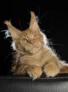 Котенок мейн-кун