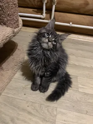 Котенок мейн-кун
