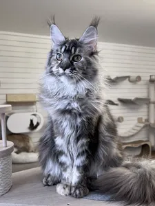 Котенок мейн-кун