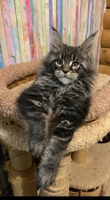 Котенок мейн-кун
