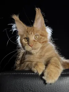 Котенок мейн-кун