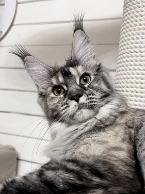 Котенок мейн-кун